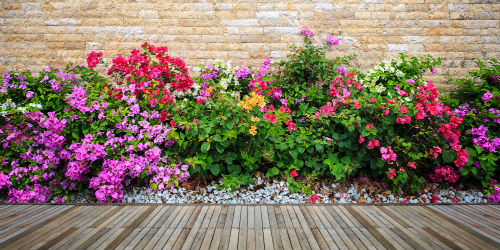 hedge planting